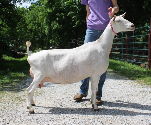 Saanen Goat Breed Profile Goat Journal